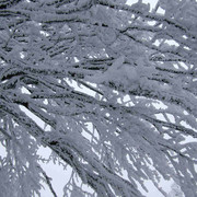 Eagle Mountains - frozen branches