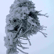 Eagle Mountains - a frozen tree