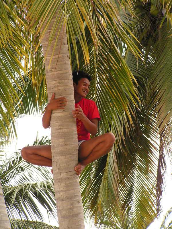 Thailand - a palm climber in Koh Phi Phi 01