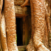 Cambodia - Ta Prohm Temple 01