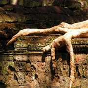 Cambodia - Ta Prohm Temple 02