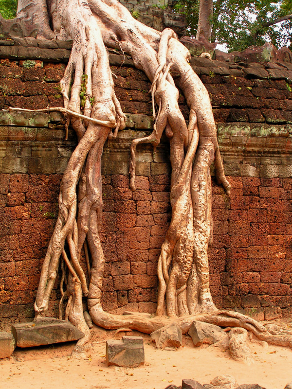 Cambodia - Ta Prohm Temple 03