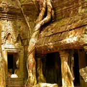 Cambodia - Ta Prohm Temple 04