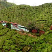 Malaysia - tea plantations in Cameron Highlands 01