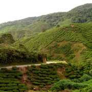 Malaysia - tea plantations in Cameron Highlands 02