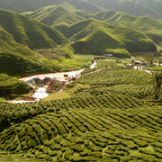 Malaysia - tea plantations in Cameron Highlands 04