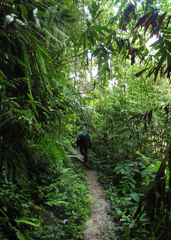 Malaysia - jungle trekking in Cameron Highlands 05