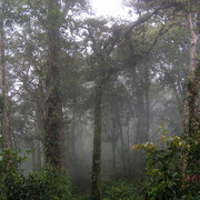 Malaysia - jungle trekking in Cameron Highlands 11