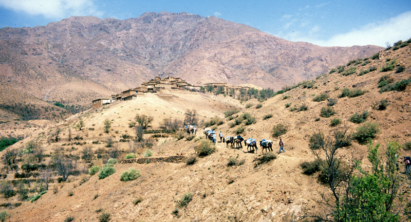 Donkey caravan in Marocco