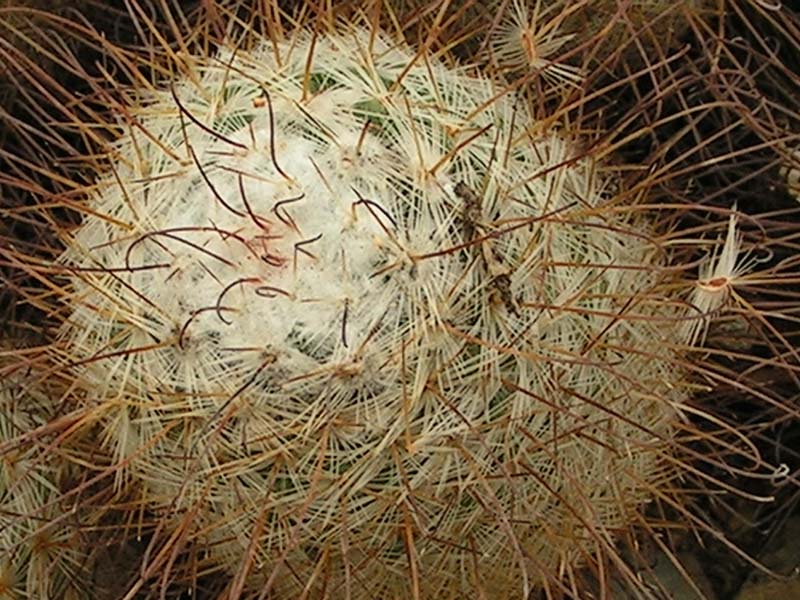 A cactus 02