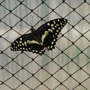 A butterfly 04