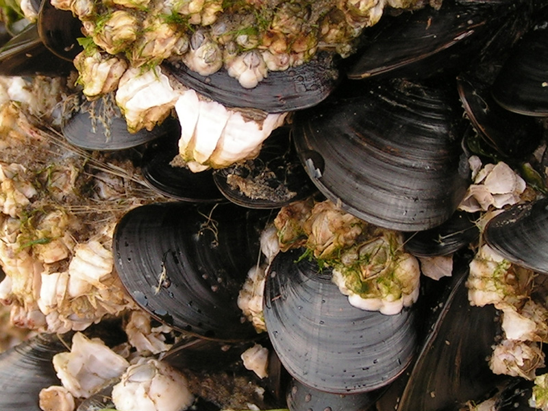 On a beach in Denmark 04