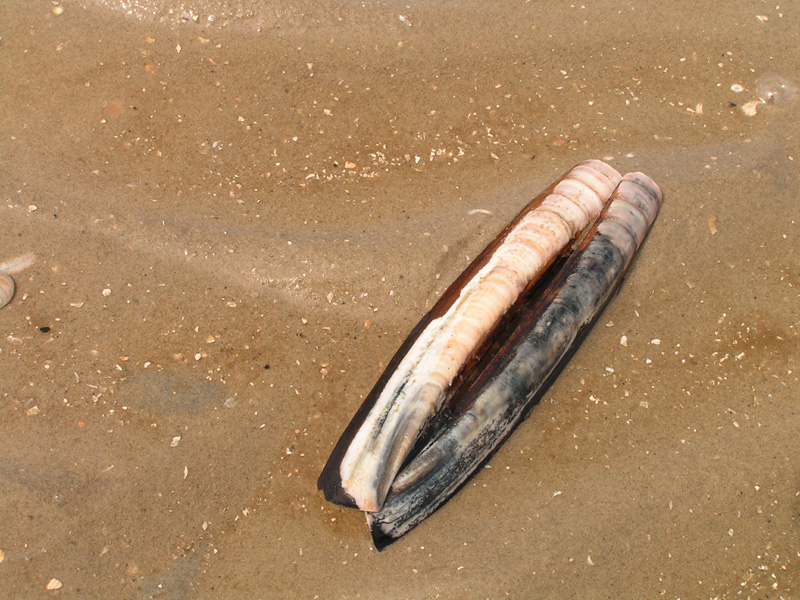 On a beach in Denmark 06