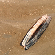 On a beach in Denmark 06