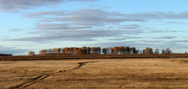 Views from the train - birches everywhere