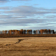 Views from the train - birches everywhere