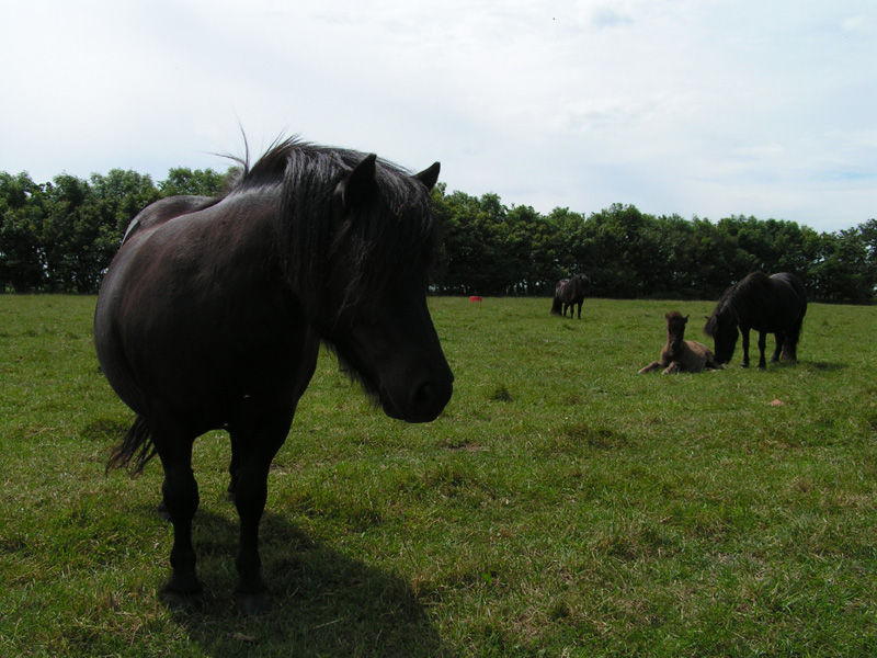 A Danish horse 01