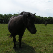 A Danish horse 01