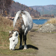 Trekking around Baikal lake 04