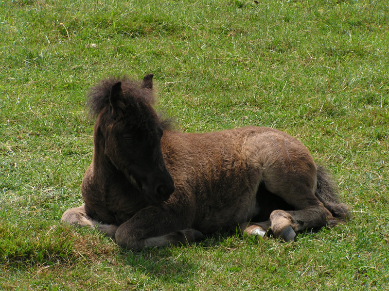 A Danish horse 02