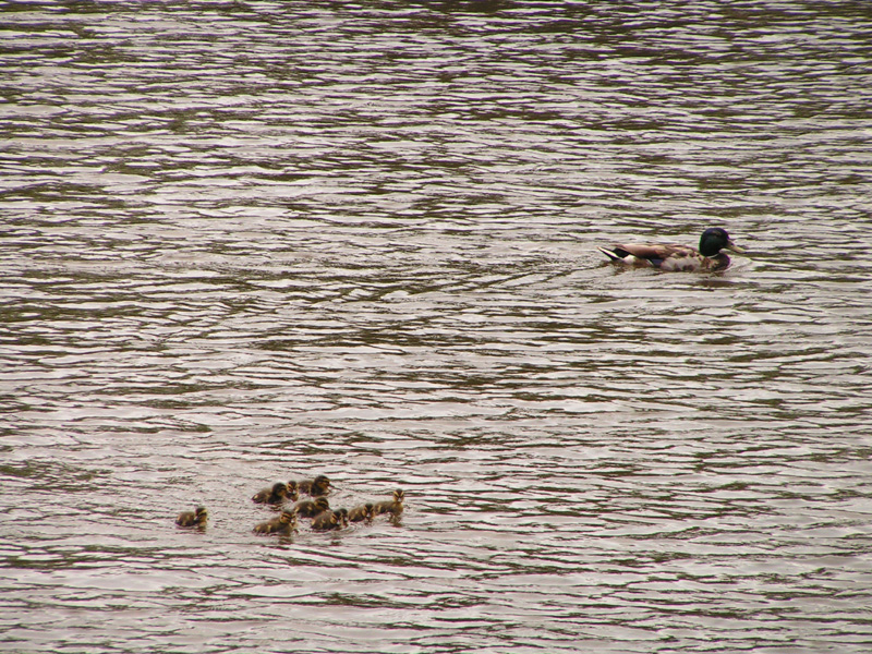 Denmark - ducks in Ribe 01