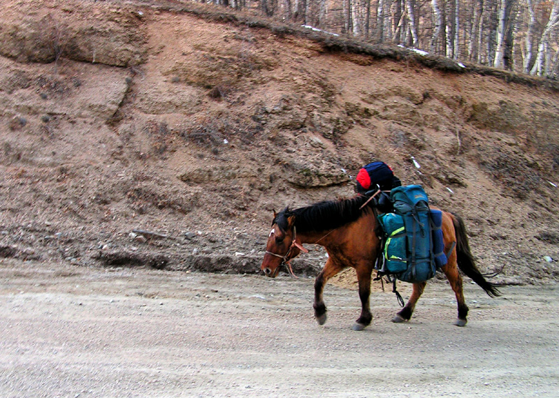 One horse just for carrying our backpacks