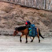 One horse just for carrying our backpacks