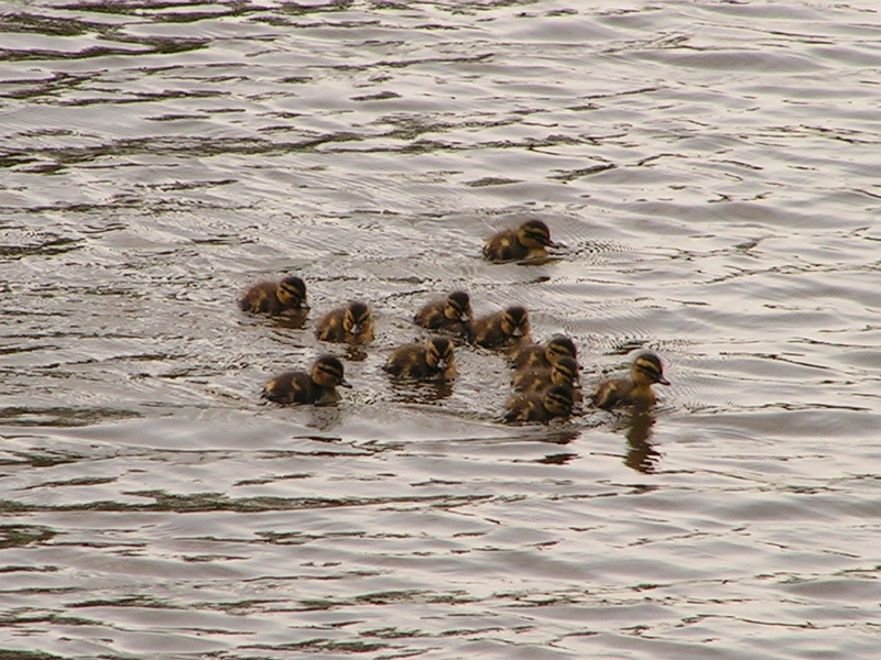 Denmark - ducks in Ribe 02