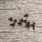 Denmark - ducks in Ribe 02