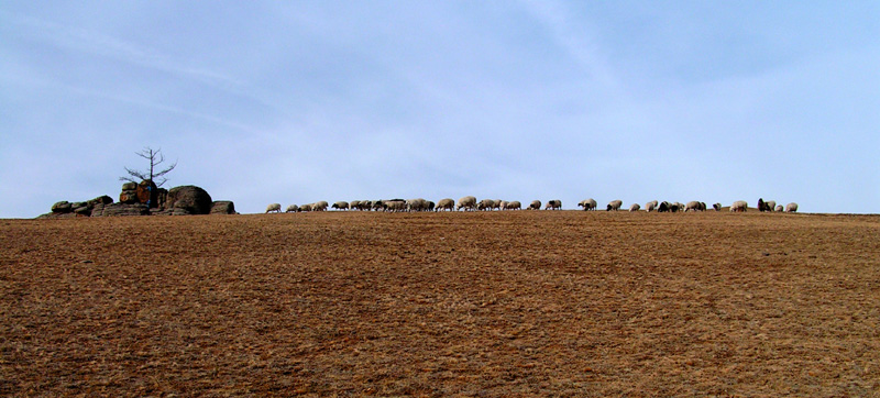 A flock in Mongolia