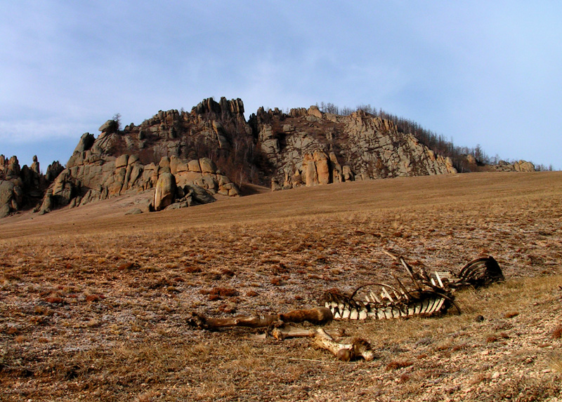 An animal skeleton (Mongolia)