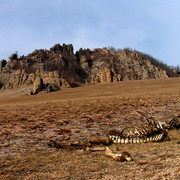 An animal skeleton (Mongolia)