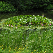 Denmark - in a park in Ribe 03