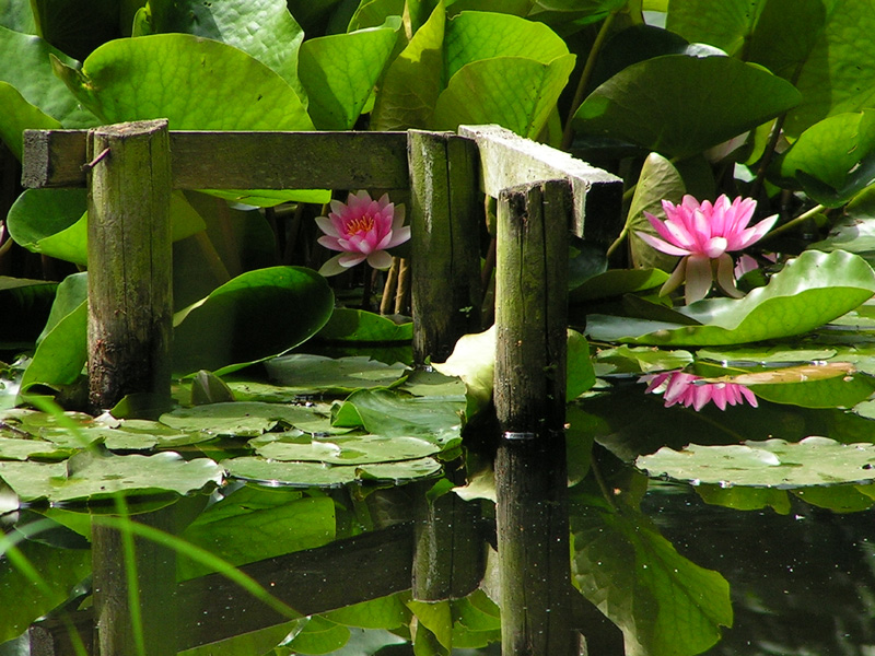 Denmark - lotus flowers in a park in Ribe