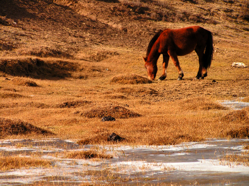 Mongolia - a wild horse in Tsetserleg NP