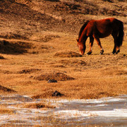 Mongolia - a wild horse in Tsetserleg NP
