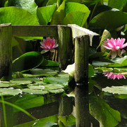 Denmark - lotus flowers in a park in Ribe