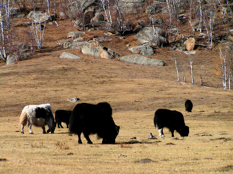 Mongolia - trekking in Tsetserleg N.P. 12