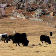 Mongolia - trekking in Tsetserleg N.P. 12