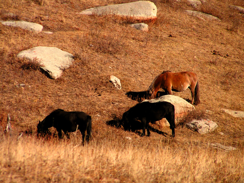 Mongolia - wild horses in Tsetserleg NP 01
