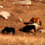 Mongolia - wild horses in Tsetserleg NP 01