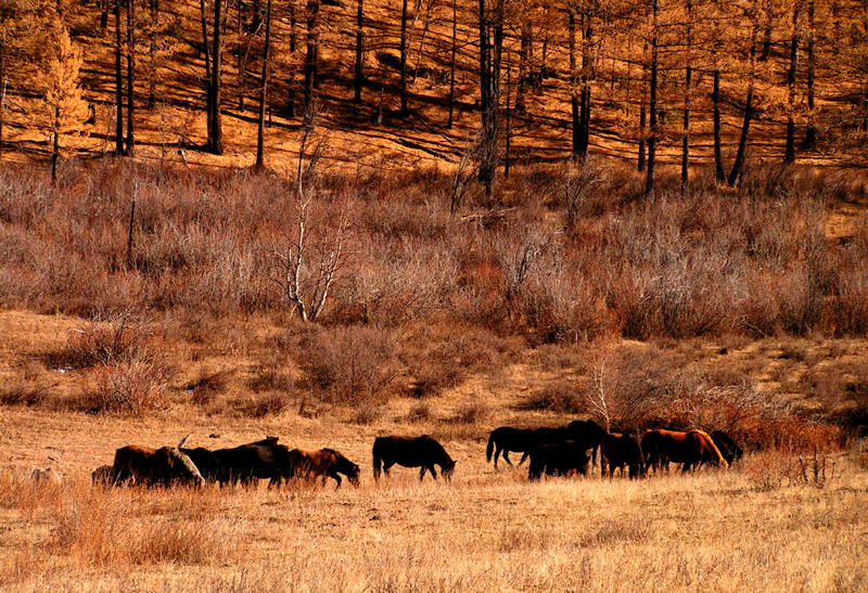 Mongolia - wild horses in Tsetserleg National Park