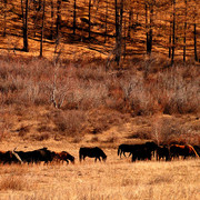 Mongolia - wild horses in Tsetserleg National Park