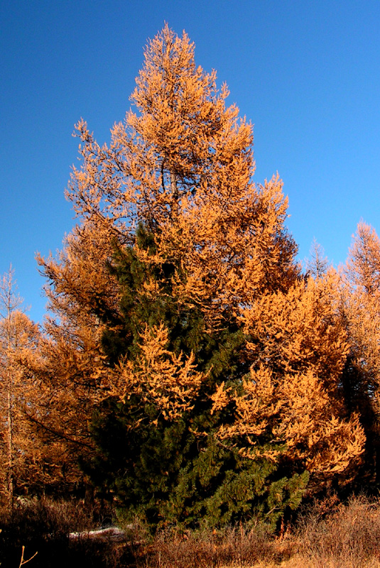 Mongolia - a tree love :)