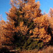 Mongolia - a tree love :)