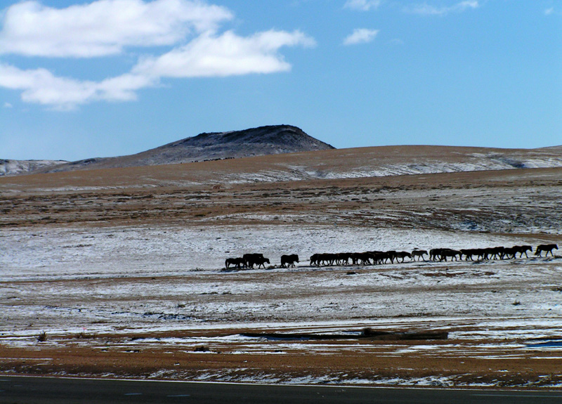 Mongolia - wild horses on steppes
