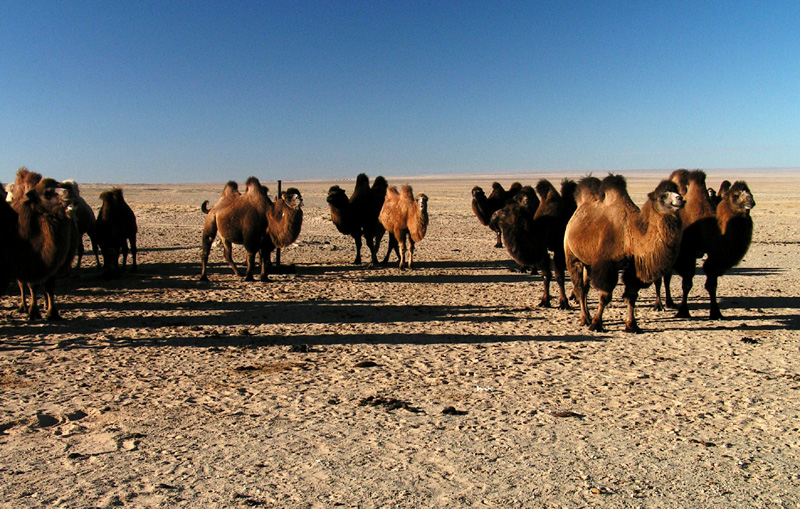 A herd of camels in the Gobi desert