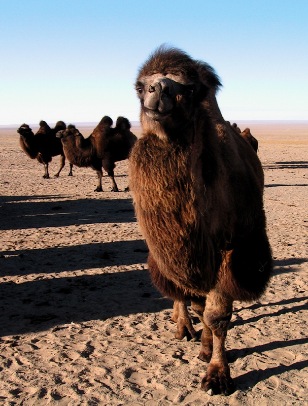 Gobi desert - a Mongolian camel