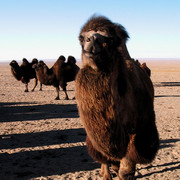 Gobi desert - a Mongolian camel