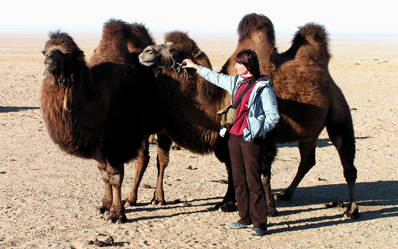 Gobi - the wild two-humped Bactrian camel